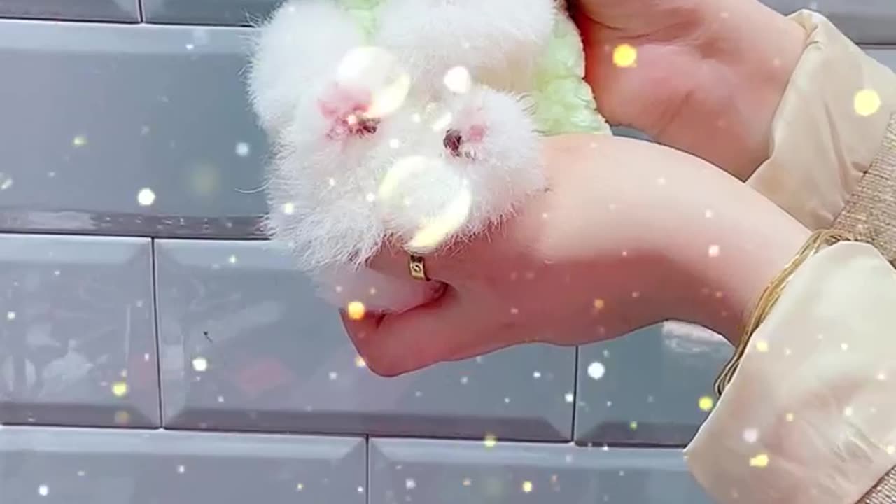 cute puppy