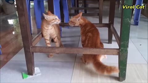 Cats Fighting and Meowing