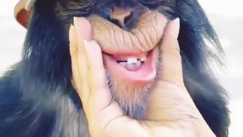 funny monkey