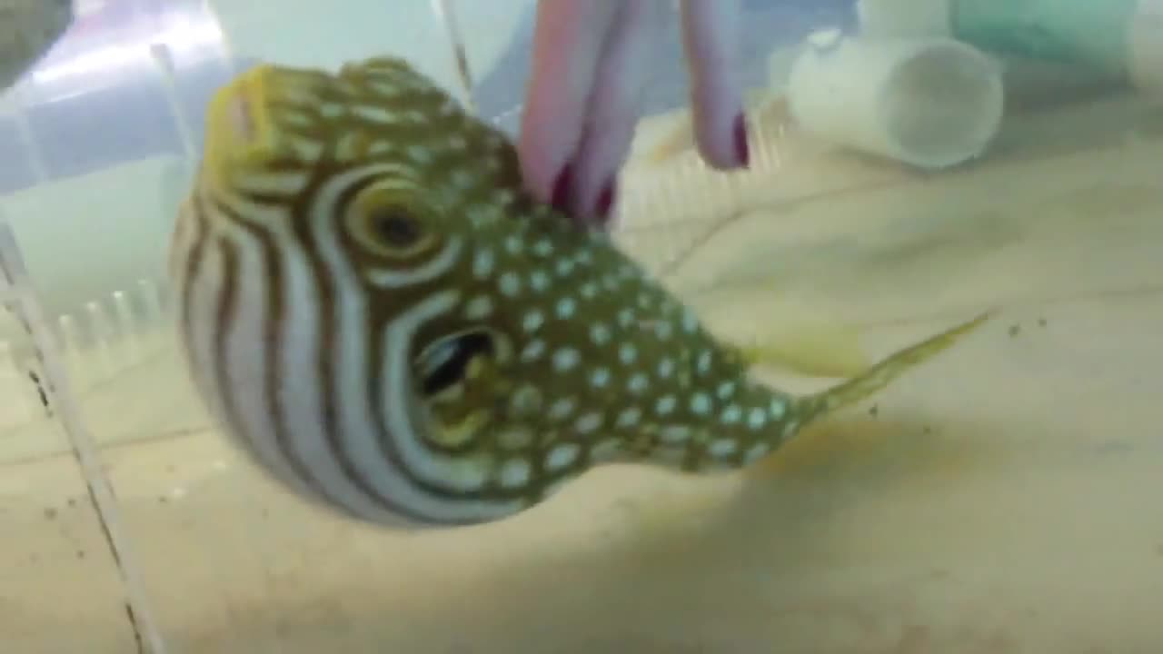 Puffer Fish Belly Rub