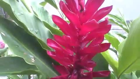 Filmando a linda flor alpínia vermelha com pingos de chuva no parque [Nature & Animals]