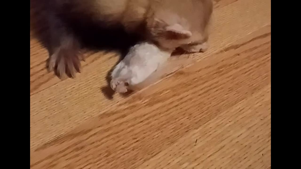 Romeo gets a frozen rat!!