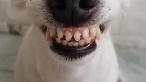 TThe cute dog wanted to eat, so he... 😢😅 Funny & Cute Animals