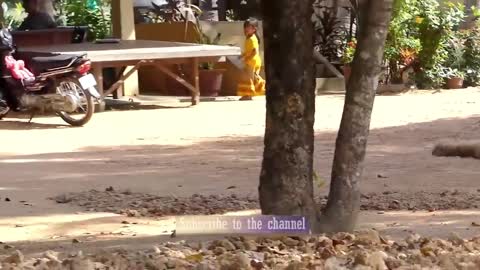 Fake Lion Prank Dog So Funny Can Not Stop Laugh - New Funny Prank Video