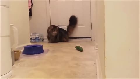 funnycats