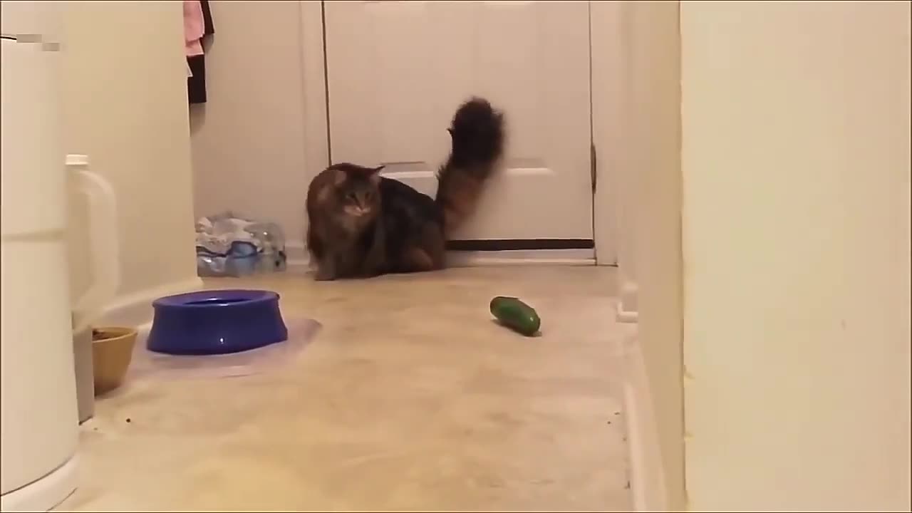 funnycats