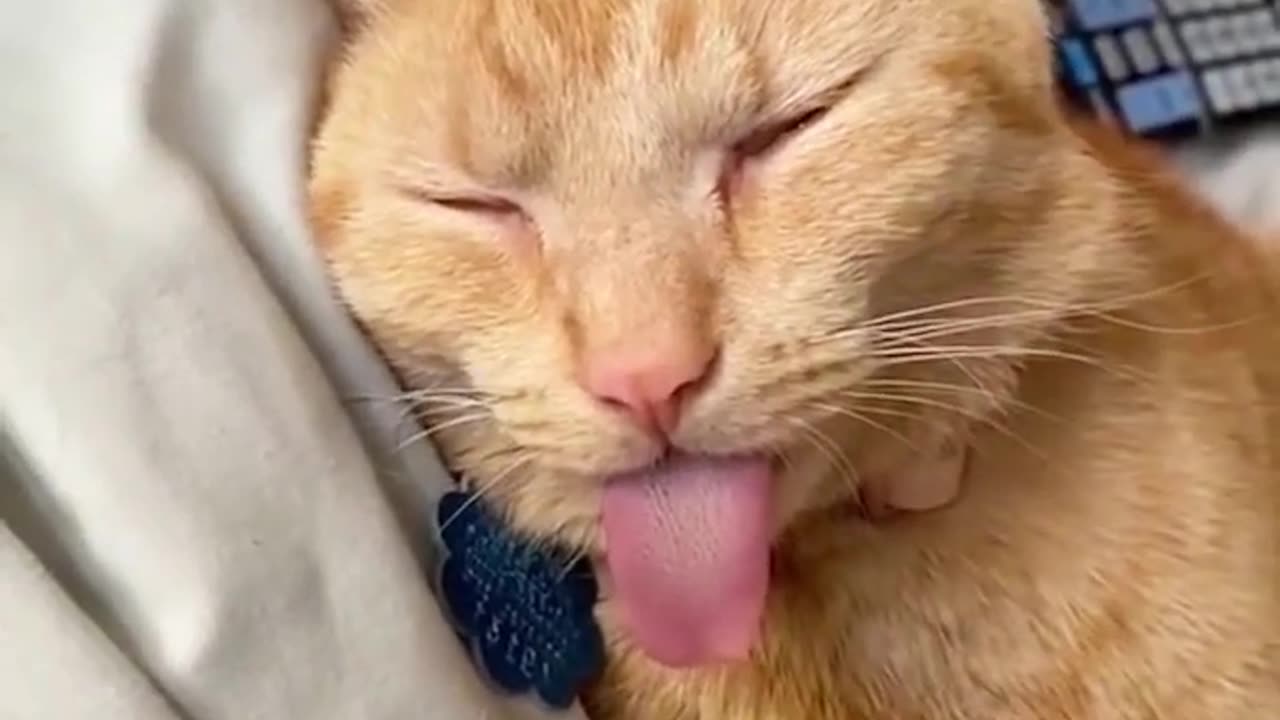 OMG So Cute ♥ Funniest Cats and Dogs Videos 2023 #3