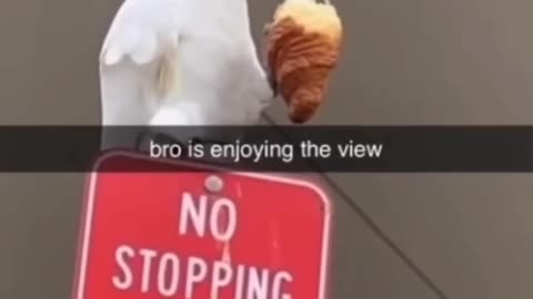 Funny animal videos I found on Instagram and Tiktok