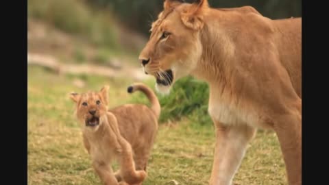 Cute Baby Animals _ Kids Learning Videos