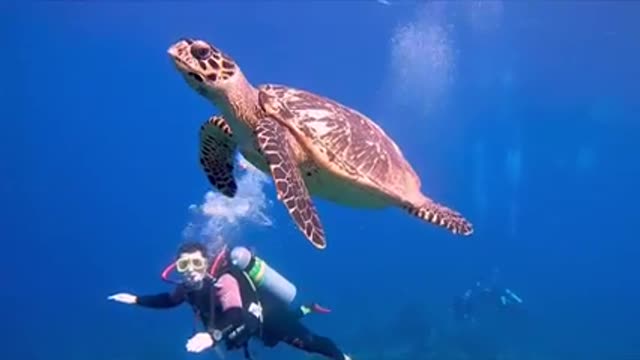 Critically endangered sea turtle and young scuba diver are at one