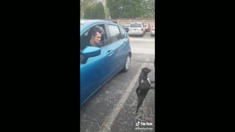 Dog Mistakes Car And Thinks Its Owner Is Inside - Tiktok Dogs (Funny Animals #382)