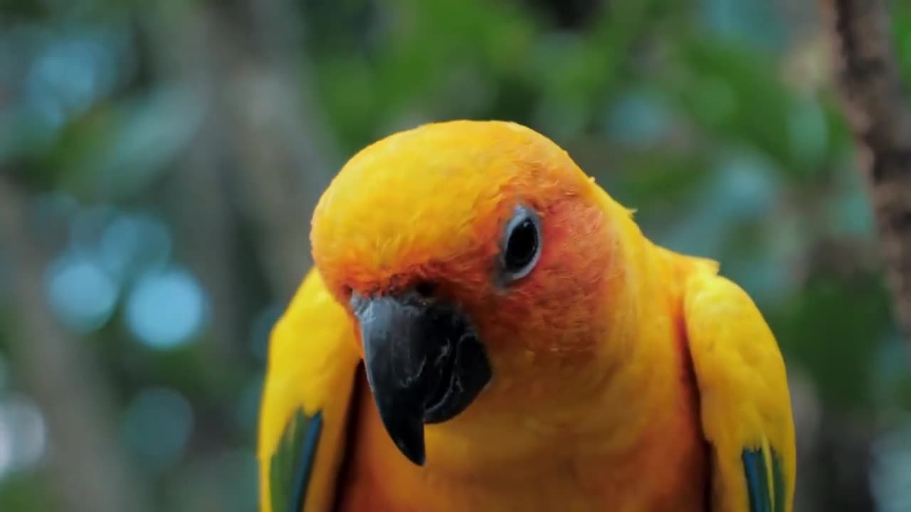 How to Train Your Parrot to Talk | TOP 14 Tips & Techniques for Teaching Your Bird to Speak