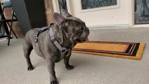 Most handsomely bulldog you'll ever see