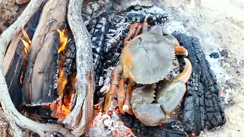 GIANT MUDCRAB! Barehanded Catch