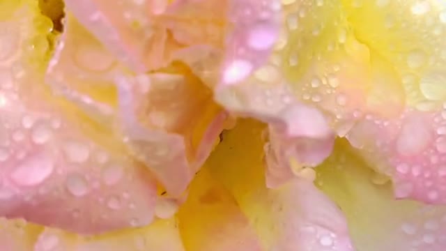 MAGIC LIVESIN THETINIEST OFTHINGS