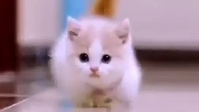 Cute cat video##animals 🍀