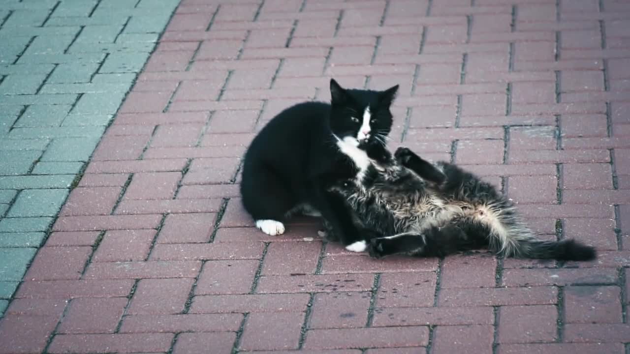 Funny cat !