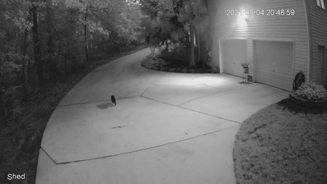 Cat Investigates Snake in Driveway