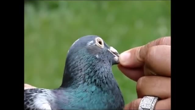 HOW TO GRADE A PIGEON FOR RACING