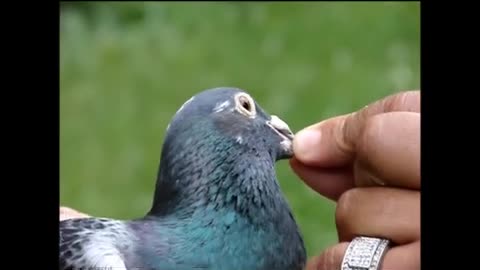 HOW TO GRADE A PIGEON FOR RACING