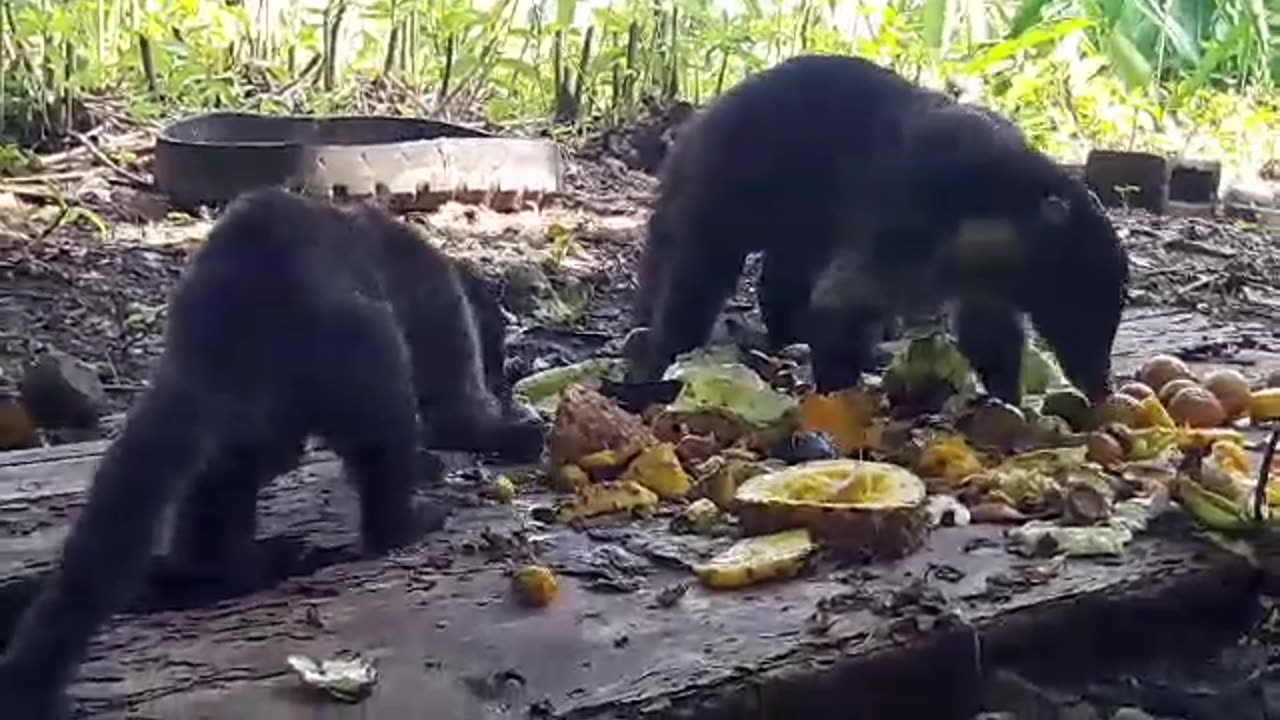 Living in Paradise ! wild pizotes ( Coati Mundi ) enjoy lunch on the Sanctuary