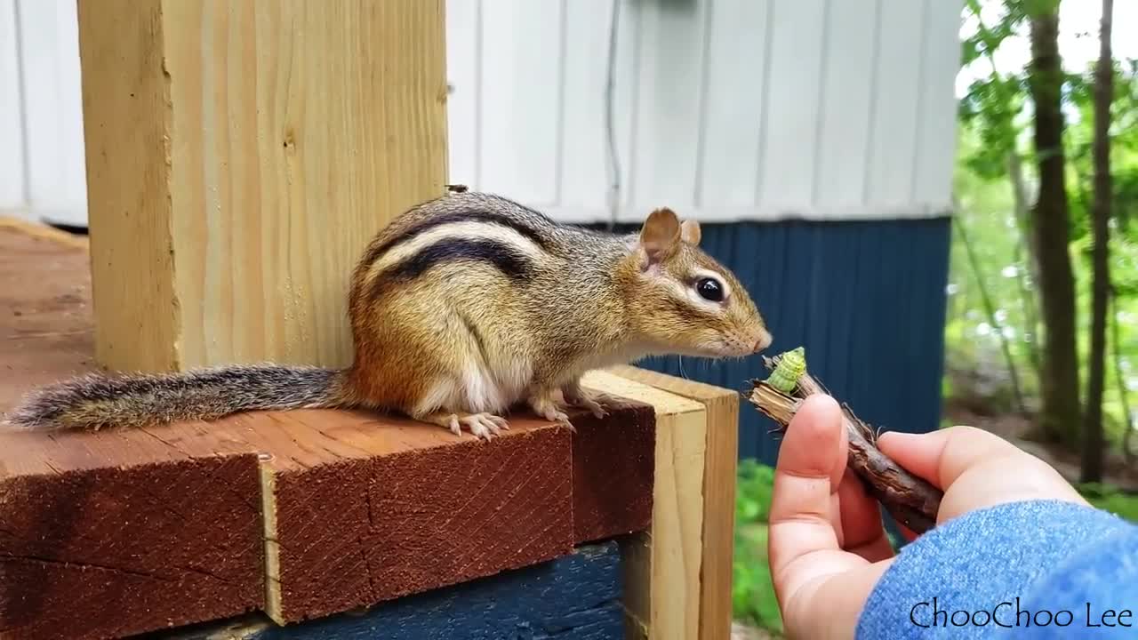 모유 먹이느라 지친 다람쥐에게 애벌레를 줬더니.. Offering A Caterpillar To Exhausted Mother Chipmunk Joony