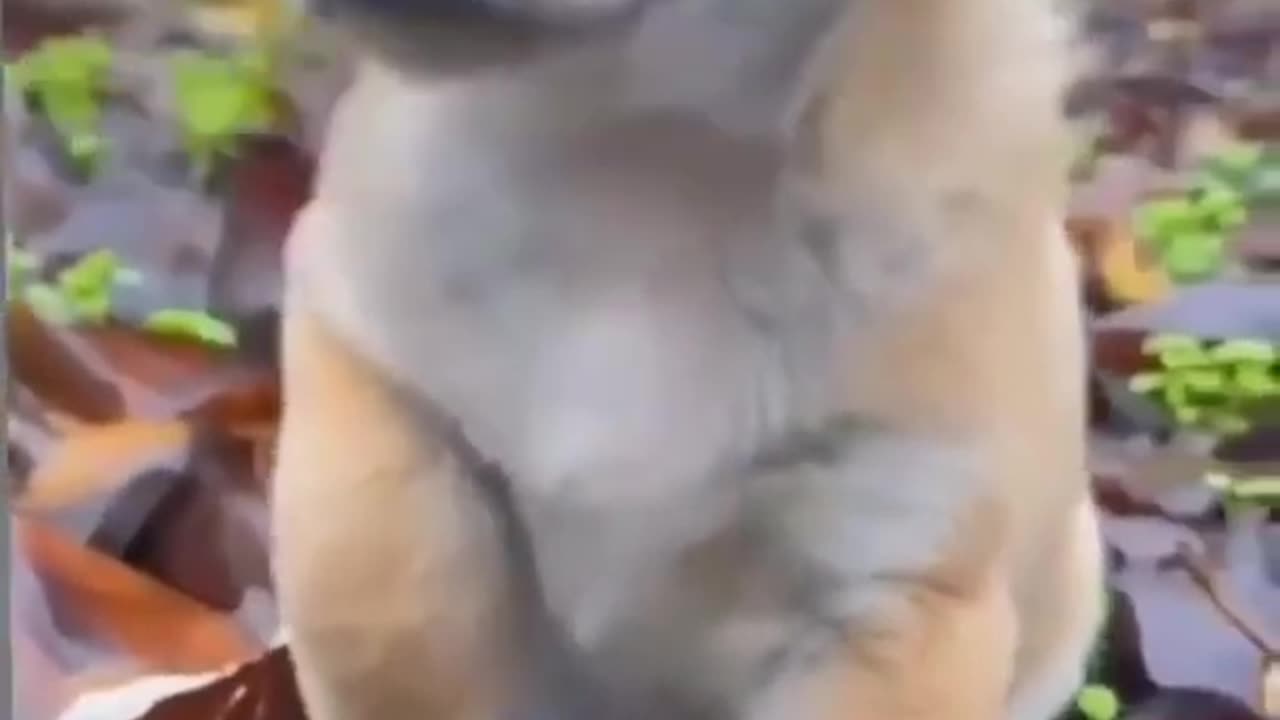 cute dogs