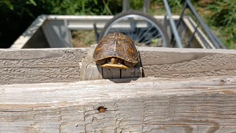 Three-Toed Box Turtle