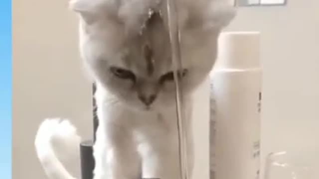 Funny animals#shorts#D_MILEZ