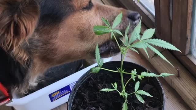 My dog Kaya loves Weed