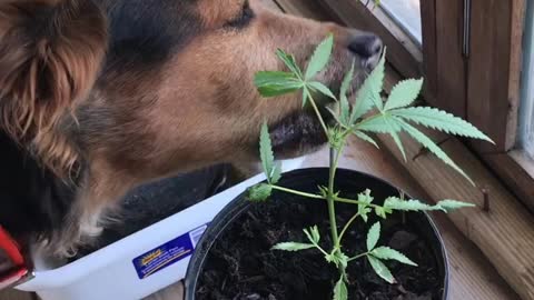 My dog Kaya loves Weed