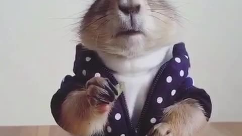 A mouse in clothes.