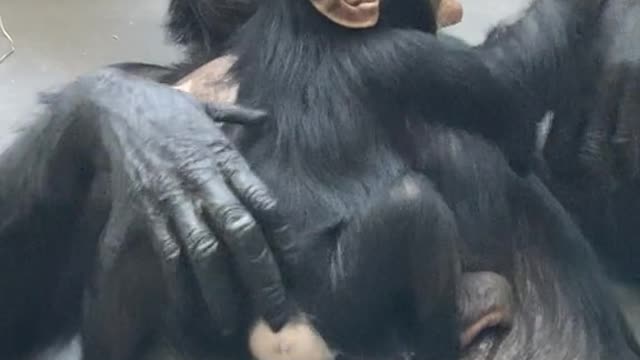 Maternal love great chimpanzee mothers