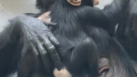 Maternal love great chimpanzee mothers