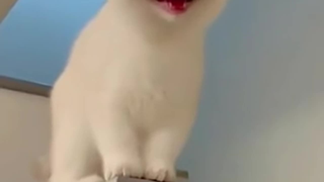 Heartdropping cat