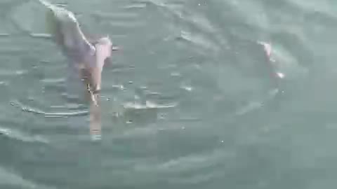 #Salerno, duello in acqua tra un polpo e un gabbiano il video è virale