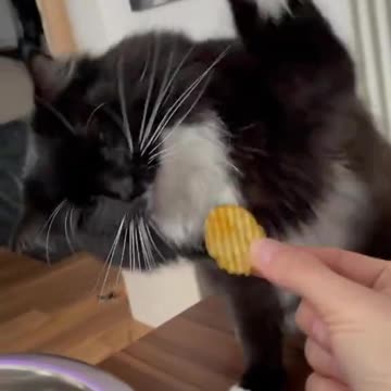 The reaction of the cat that doesn't like spicy chips.🤣