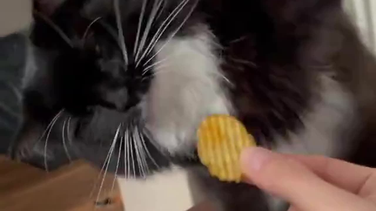 The reaction of the cat that doesn't like spicy chips.🤣