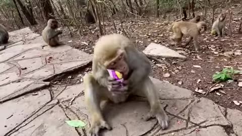 Inteligent Monky..| funny animal