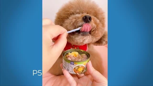 Child dogs - cute and funny dogs videos compilation