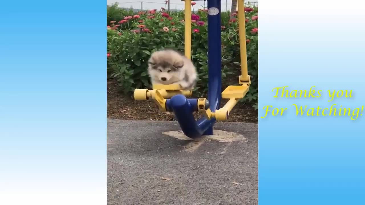 Cute Pets,Funny Animals and thrilled