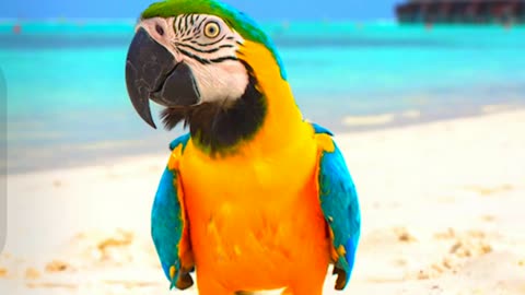 Parrot sound effect | parrot noises | birds sounds | HQ