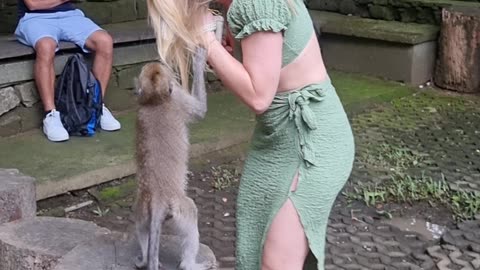 Macaque Swings From Woman's Hair