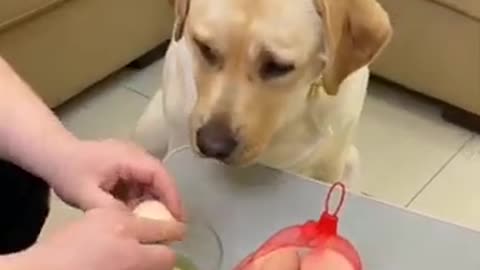 Funniest_&_Cutest_Labrador_dog