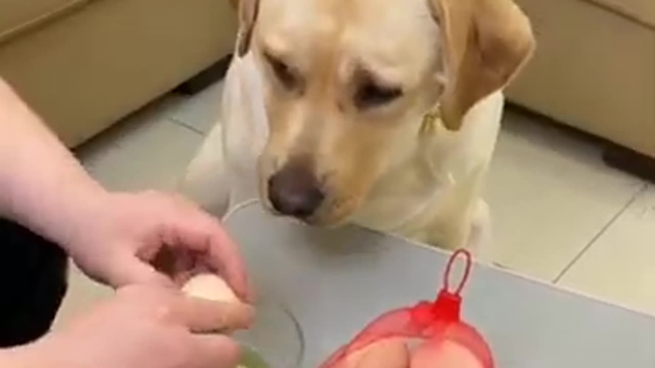 Funniest_&_Cutest_Labrador_dog