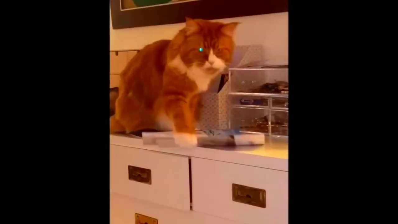 New Funny Animal video 2023