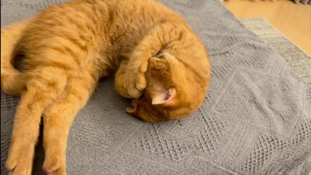 Cat that is accustomed to automatic feeders and waits when the time comes