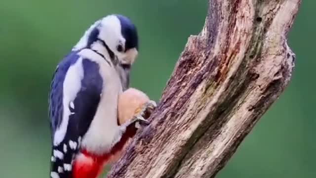 Great spotted woodpecker