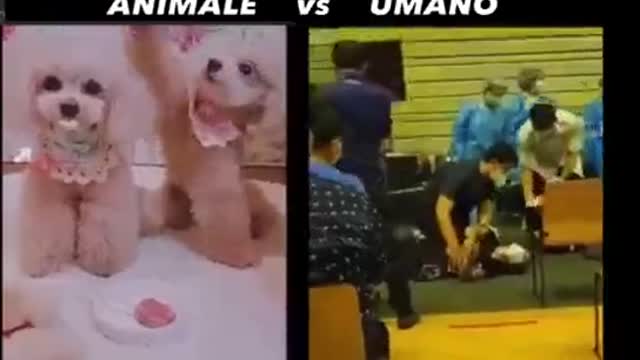 IQ TEST human vs dog.