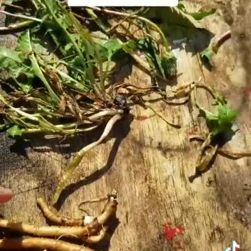 DANDELION is Heart Medicine